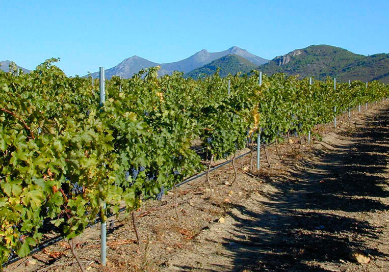 Viña-Cañamero-Bodegas-Ruiz-Torres